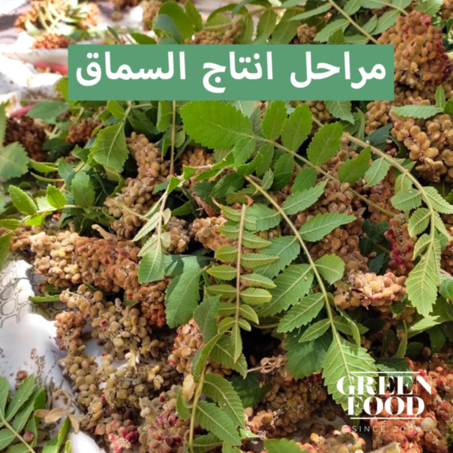 السماق الحب