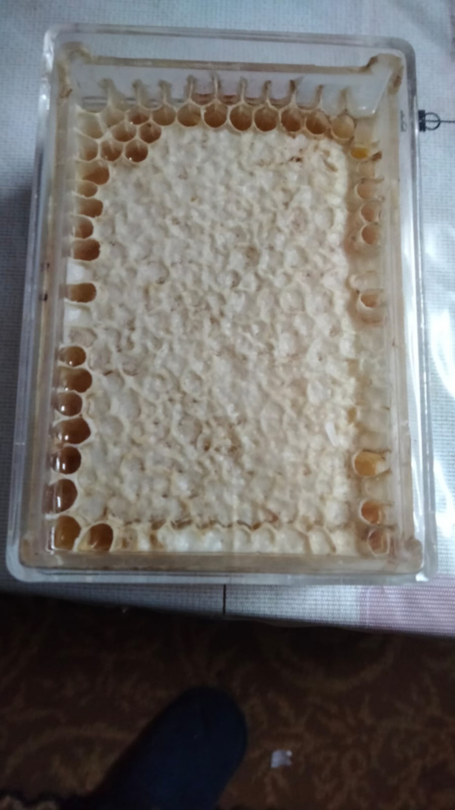 عسل بالشهد